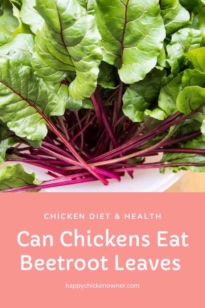 Can Chickens Eat Beetroot Leaves 