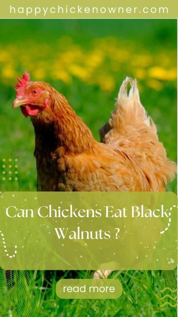 Can Chickens Eat Black Walnuts (A Nutty and Nutritious Treat)