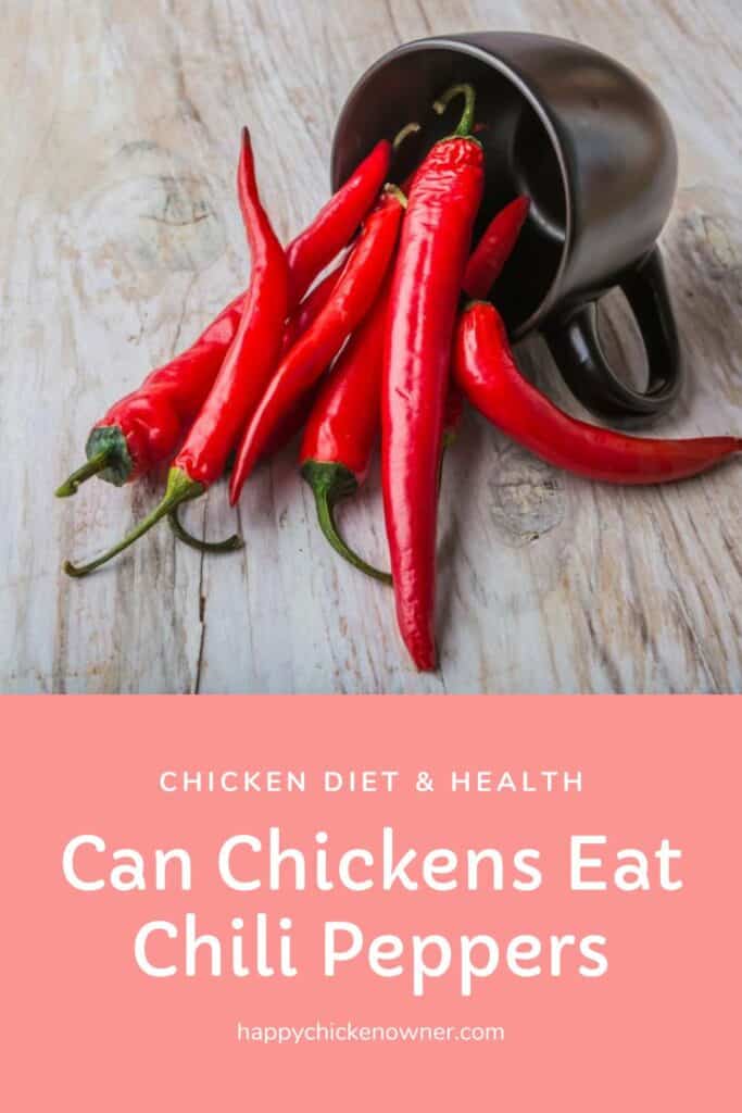 Can Chickens Eat Chili Peppers