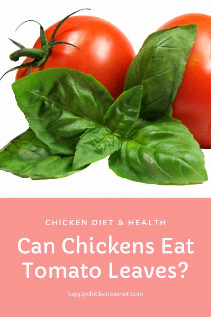 Can Chickens Eat Tomato Leaves?