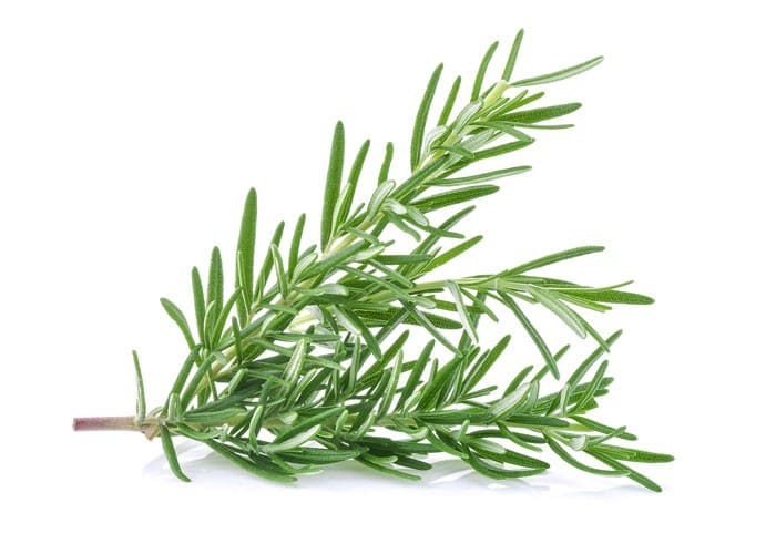 Close-up of fragrant green rosemary sprig on white surface.