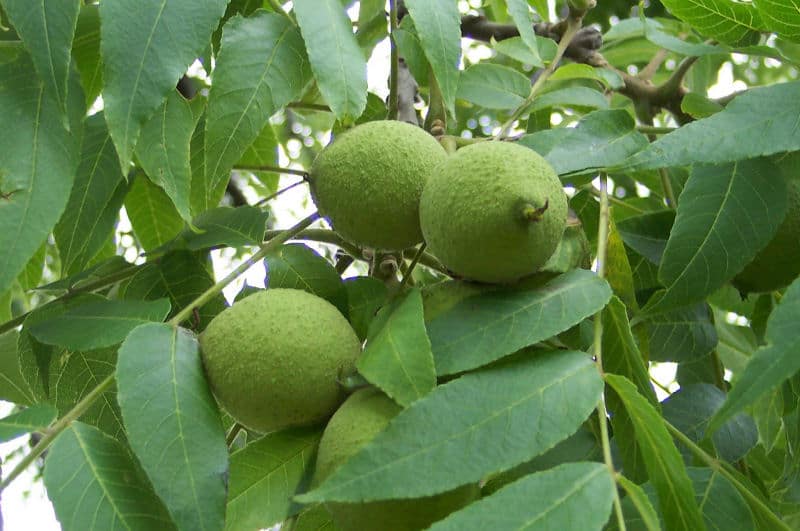 Cluster of black walnuts with green husks on a tree branch