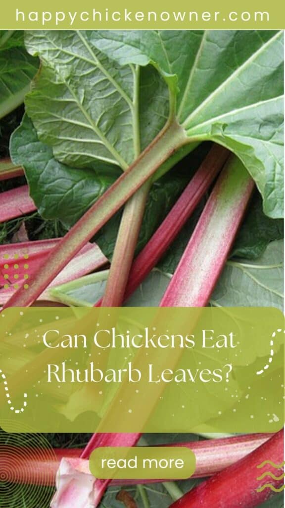 can chickens eat Rhubarb Leaves