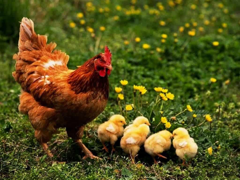 A mother hen with her chicks walking on grass in a sunny backyard