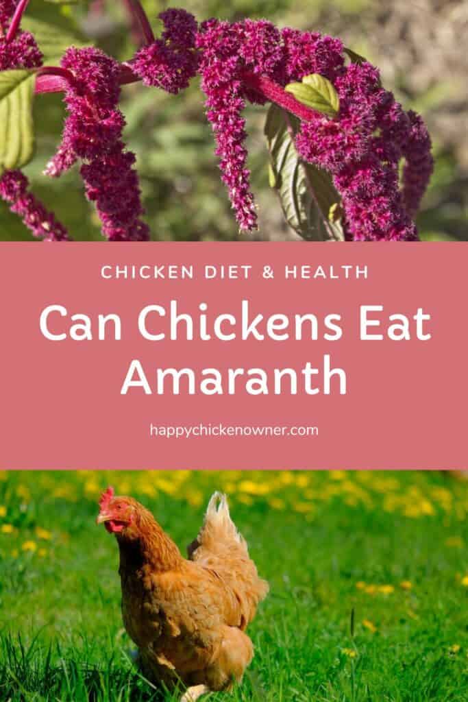 Can Chickens Eat Amaranth 