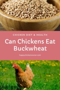 Can Chickens Eat Buckwheat