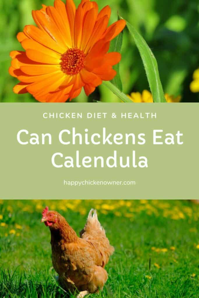 Can Chickens Eat Calendula