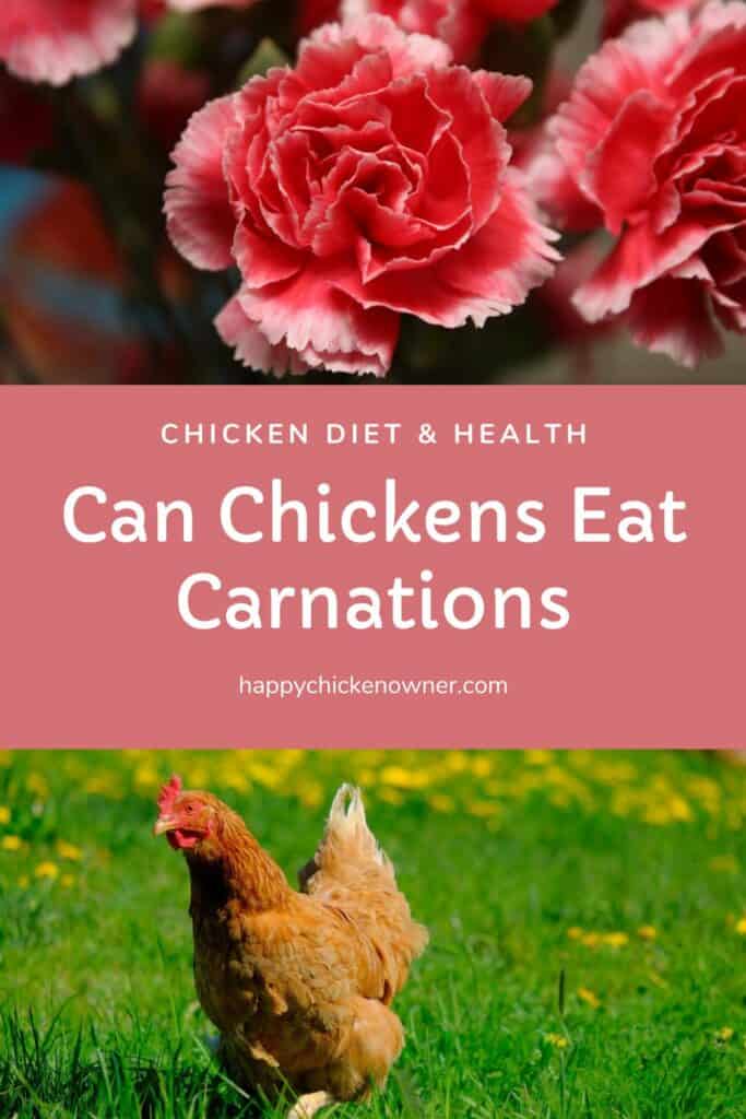 Can Chickens Eat Carnations