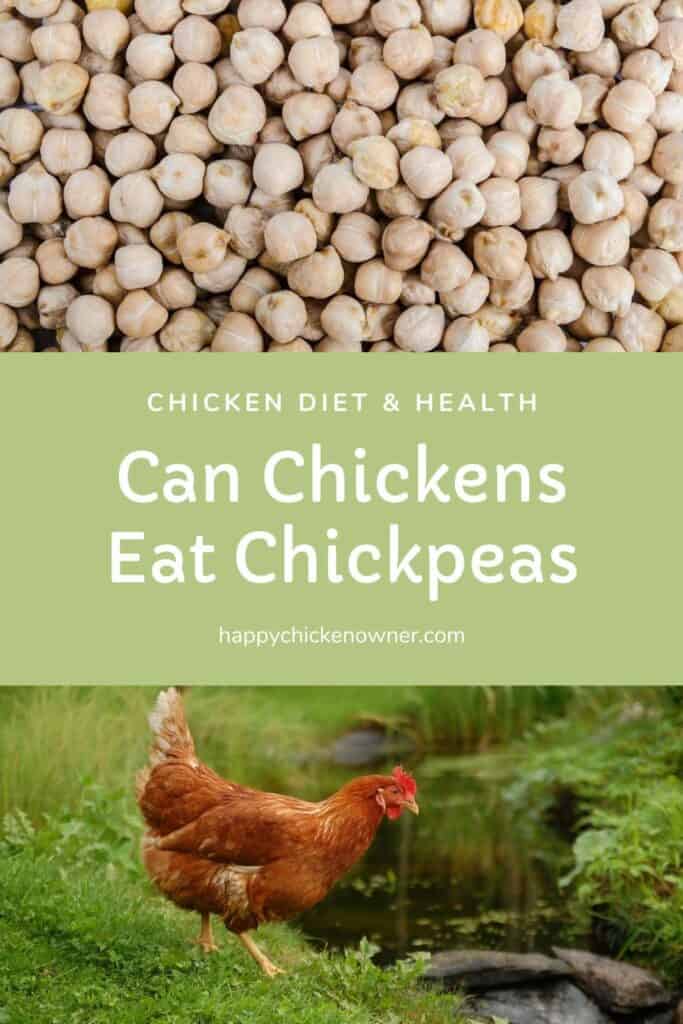 can chickens eat Chickpeas