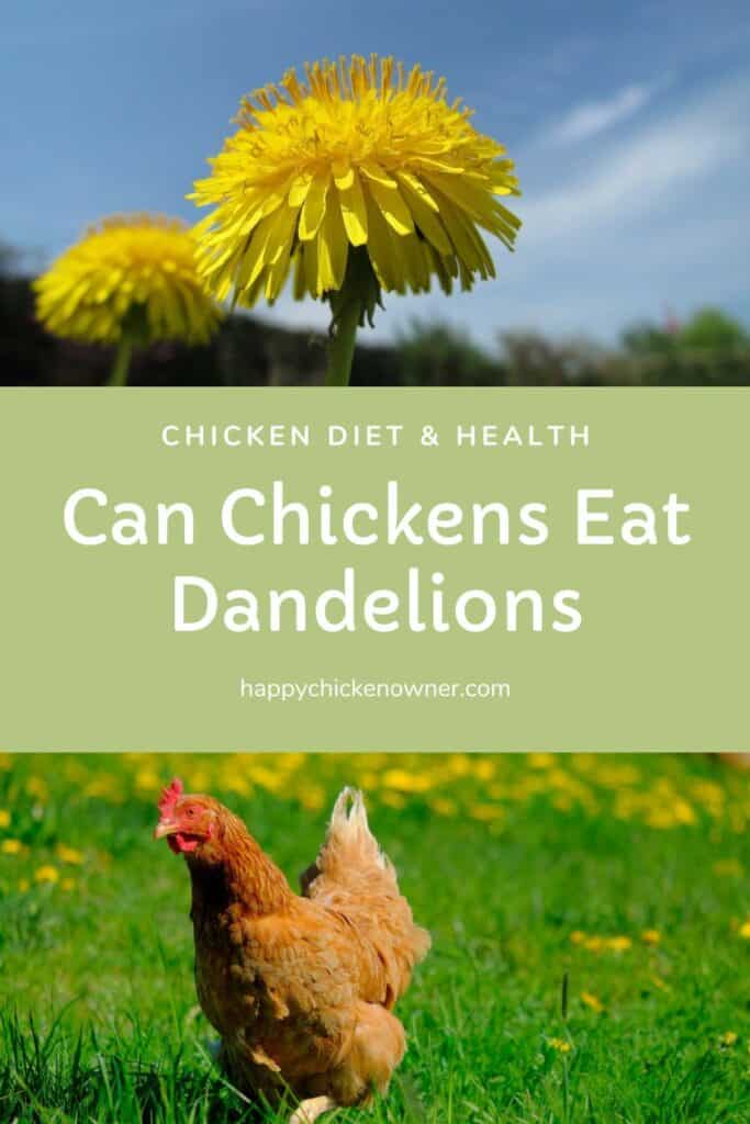 can chickens eat Dandelions