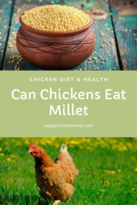 Can Chickens Eat Millet