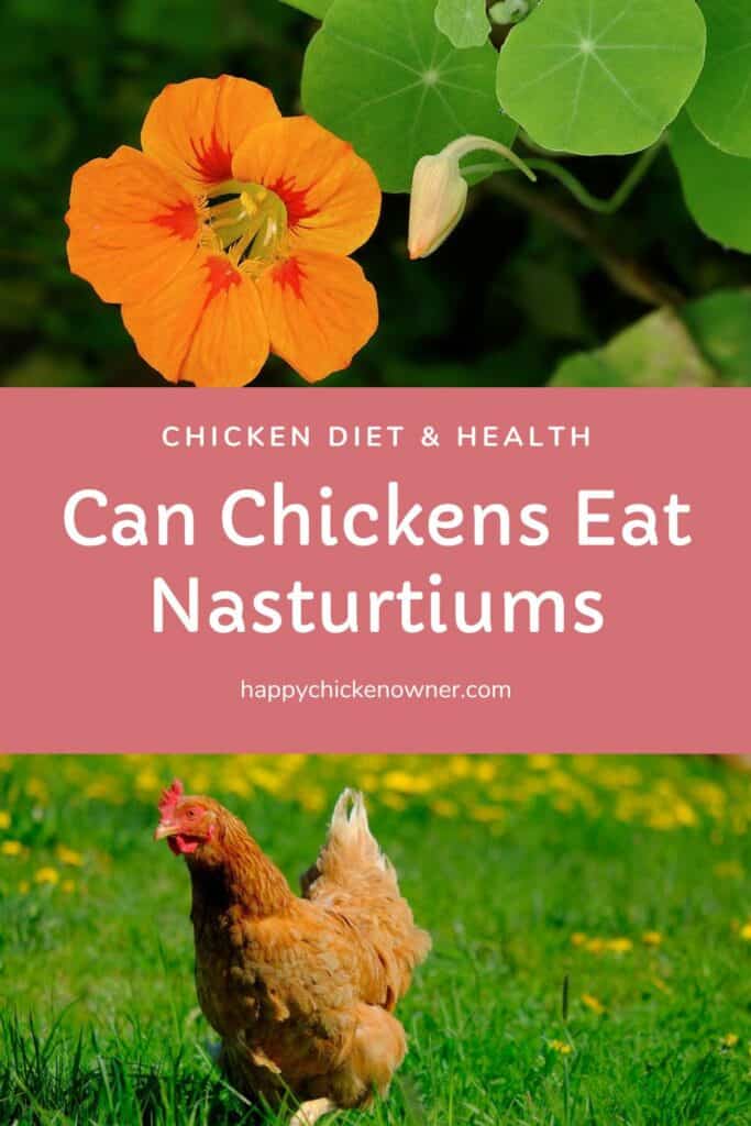 Can Chickens Eat Nasturtiums