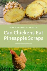 Can Chickens Eat Pineapple Scraps