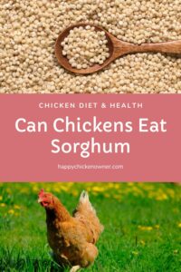 Can Chickens Eat Sorghum