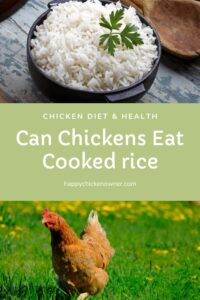 Can Chickens Eat cooked rice