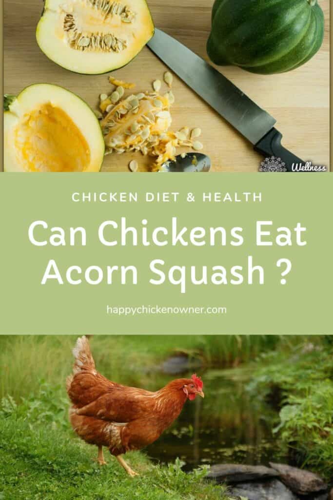Can Chickens Eat Acorn Squash 