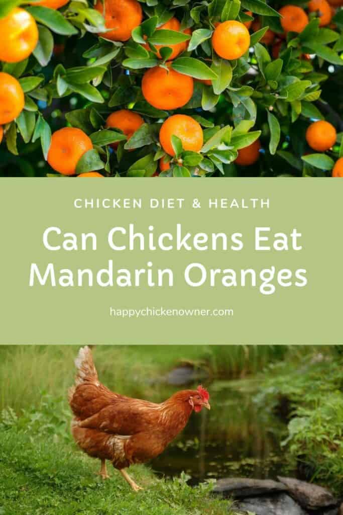 Can Chickens Eat Mandarin Oranges 