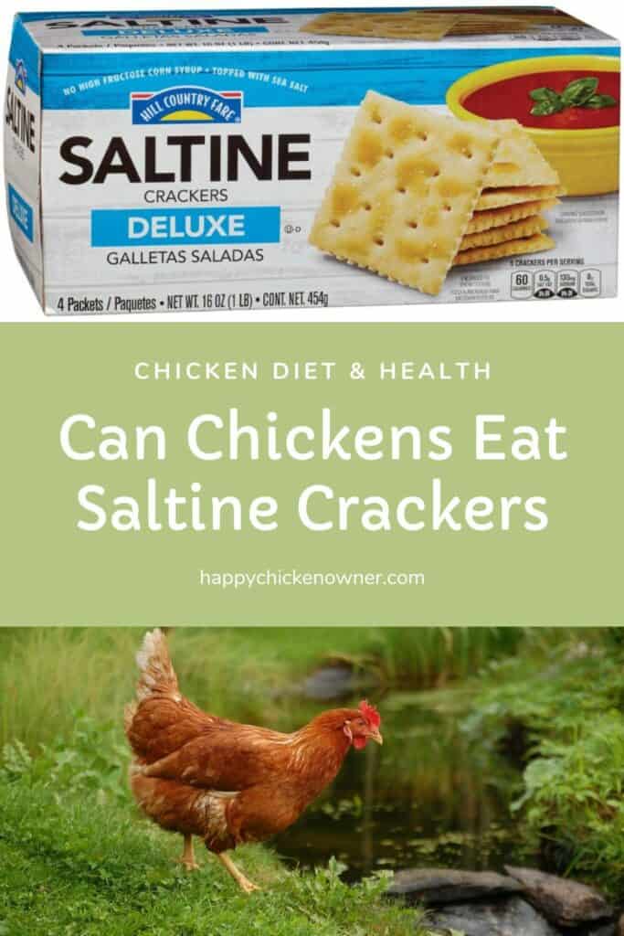 Can Chickens Eat Saltine Crackers