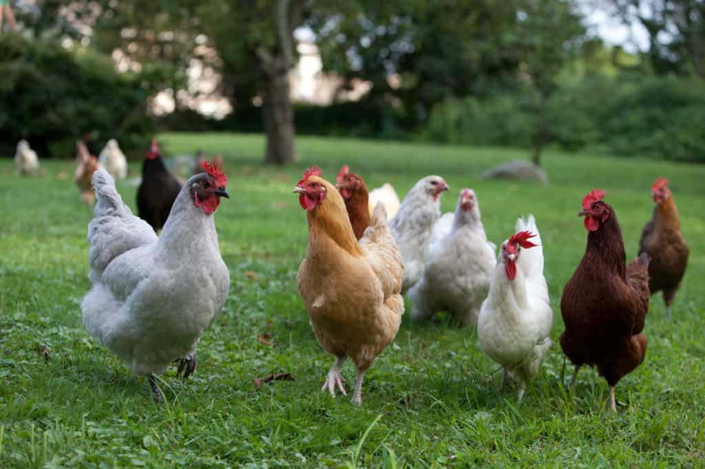 a group of chickens in a grassy area 