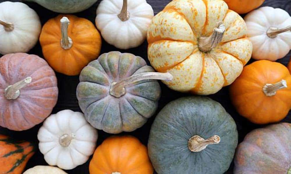 a multiple type of colors of pumpkins 