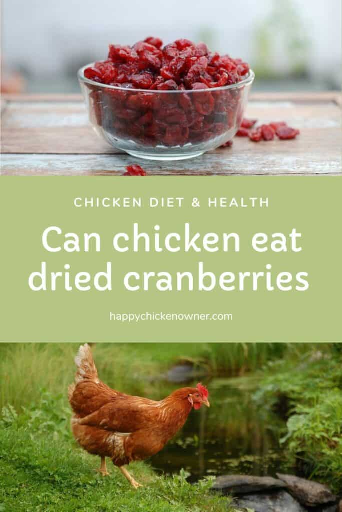 Can chicken eat dried cranberries 