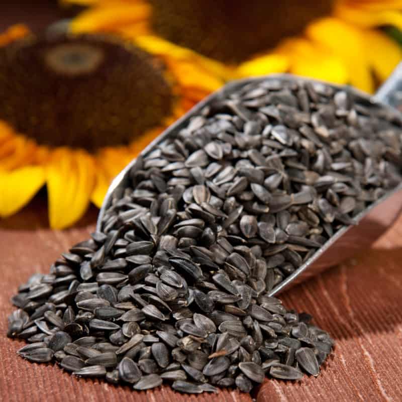 a scoop of sunflower seeds