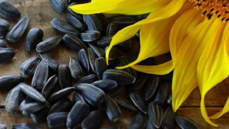 a pile of sunflower seeds and a yellow flower
