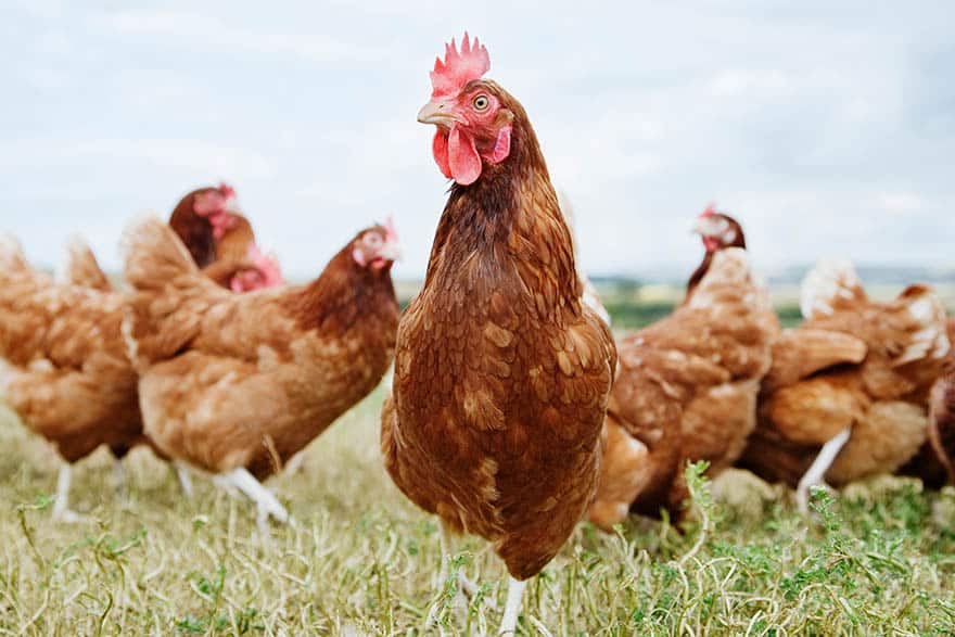 A group of chickens are standing in a field, surrounded by lush green grass