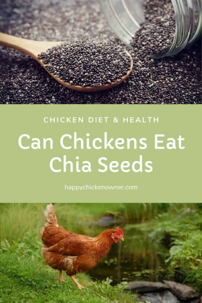 Can Chickens Eat Chia Seeds
