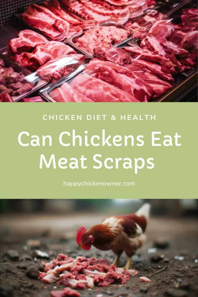 Can Chickens Eat Meat Scraps  
