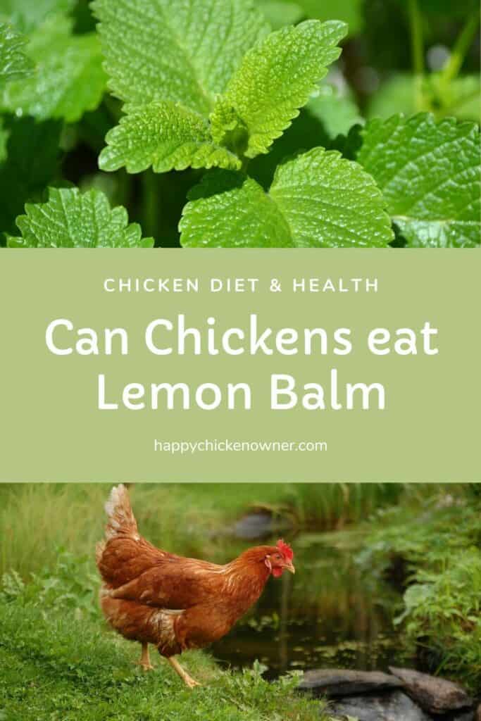Can Chickens eat Lemon Balm