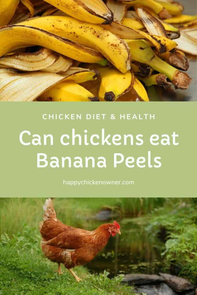 Can chickens eat Banana Peels