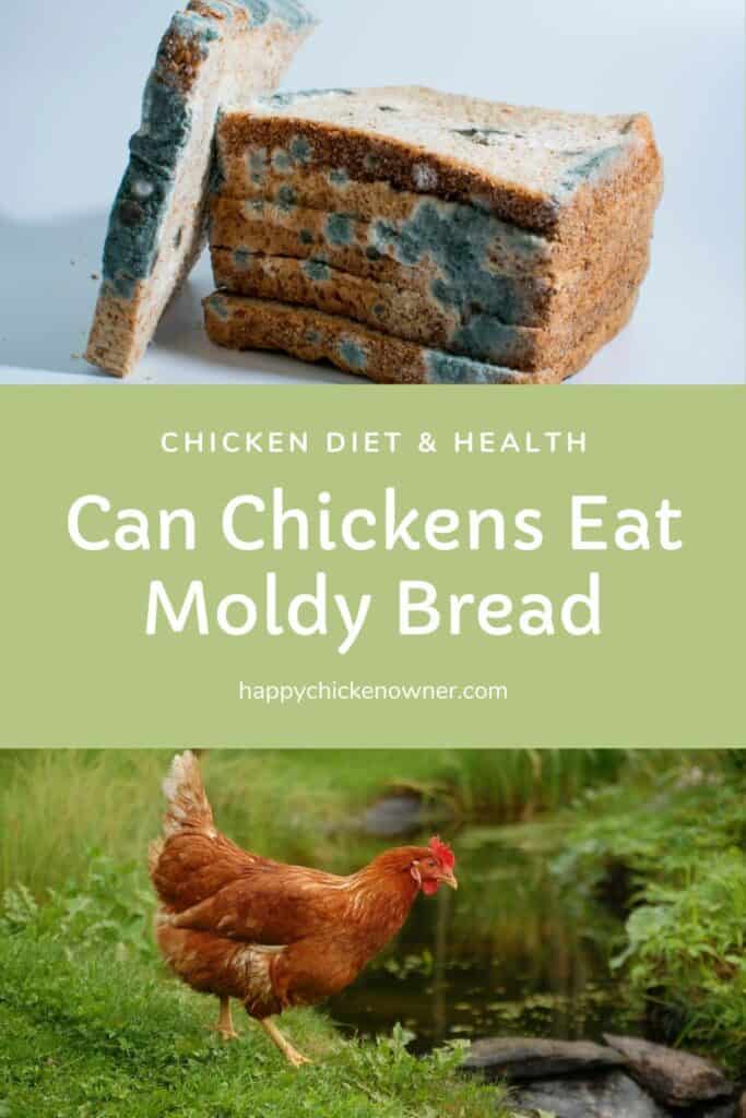  can chickens eat moldy bread