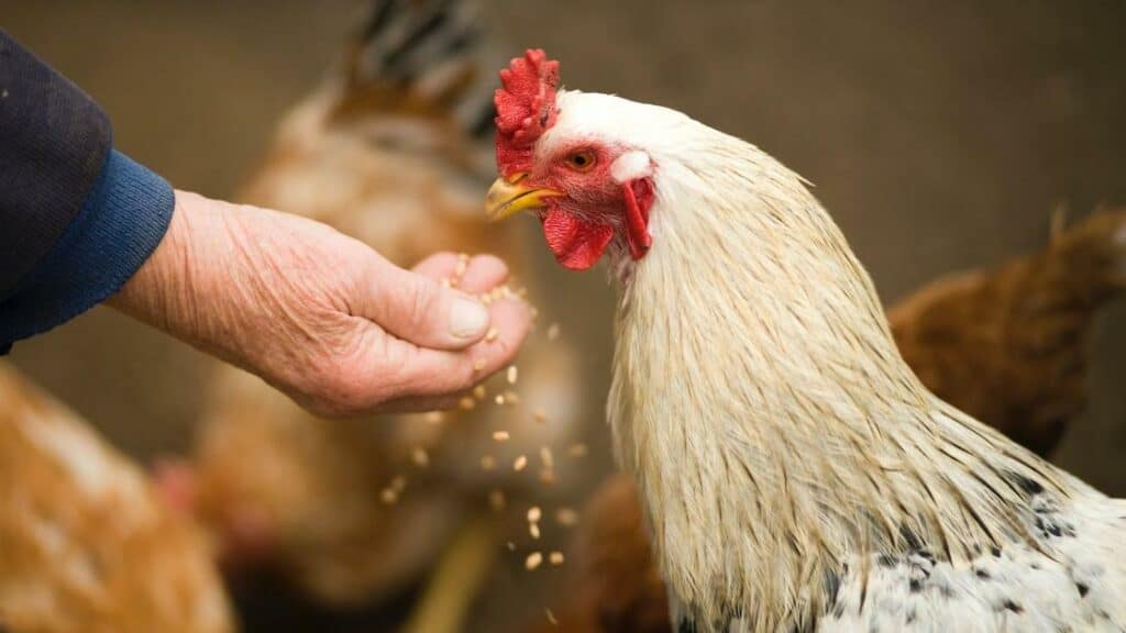 an elderly person is seen holding a white rooster with a red comb in their hand
