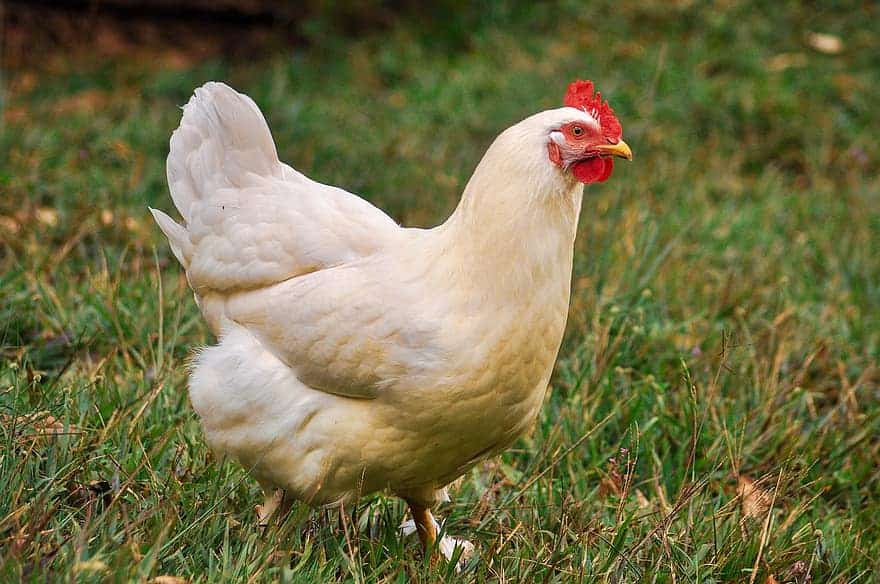 White hen with vibrant red comb roaming freely in a green meadow