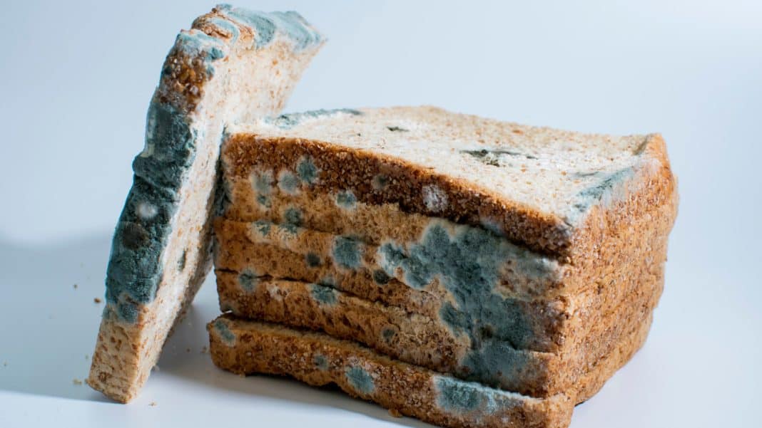 Slices of moldy bread stacked up with visible blue-green mold patches