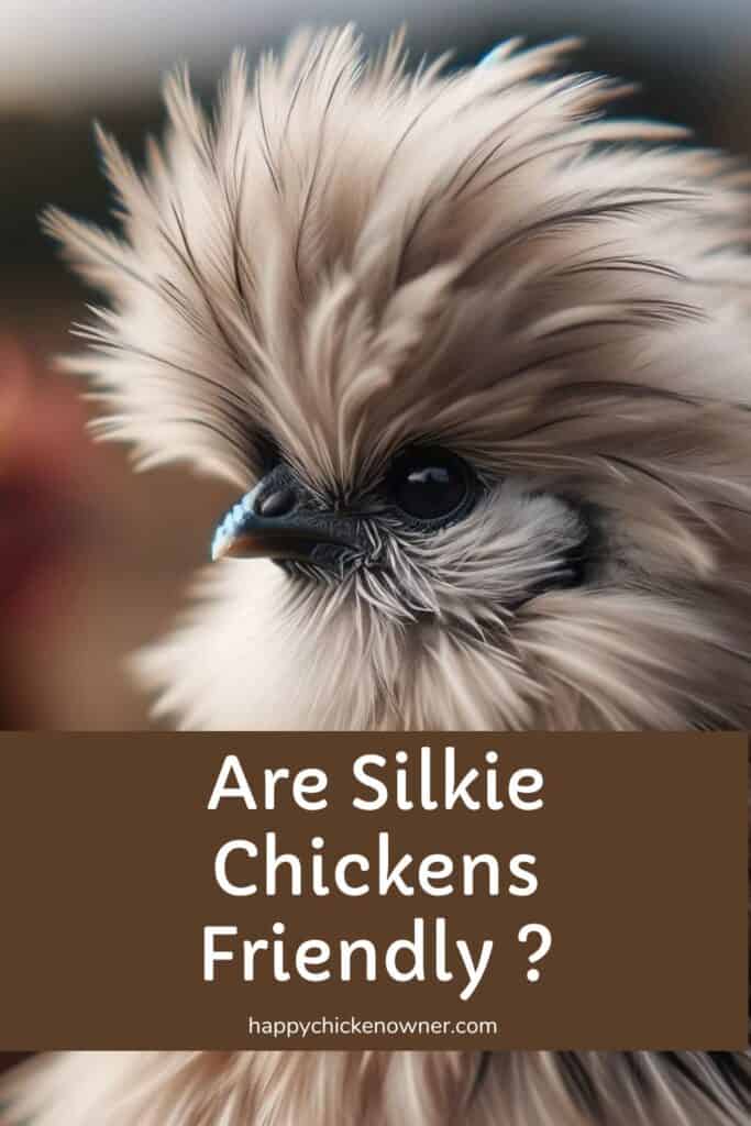 Are Silkie Chickens Friendly