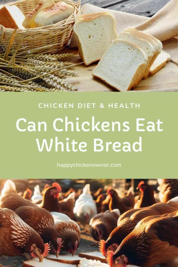 can chickens eat white bread