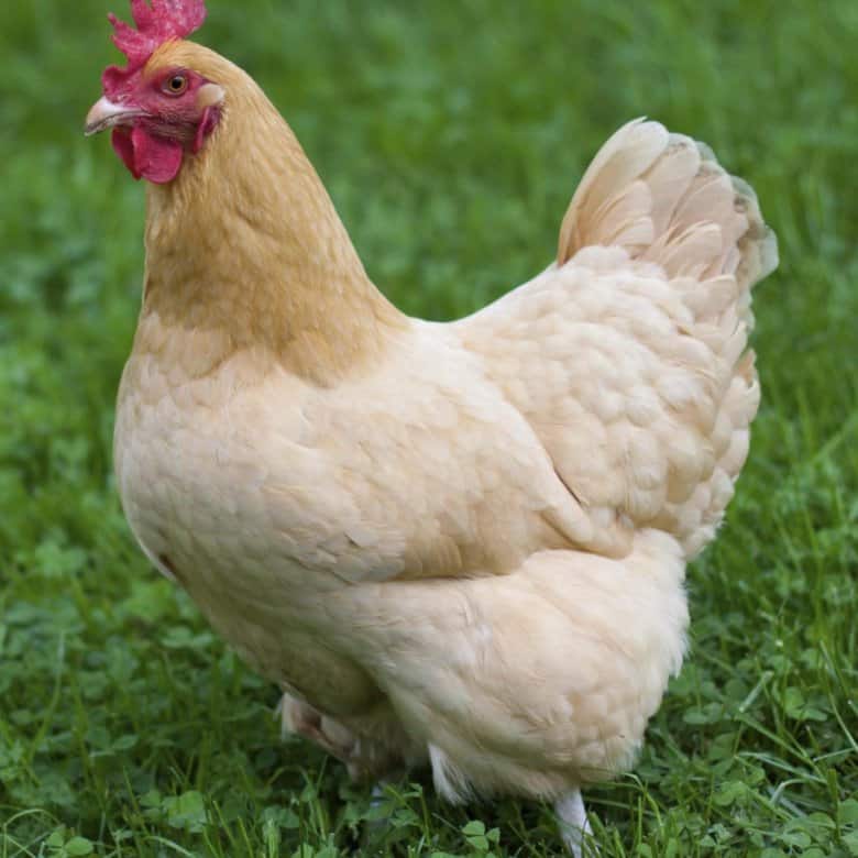  A buff hen on a lush green lawn.