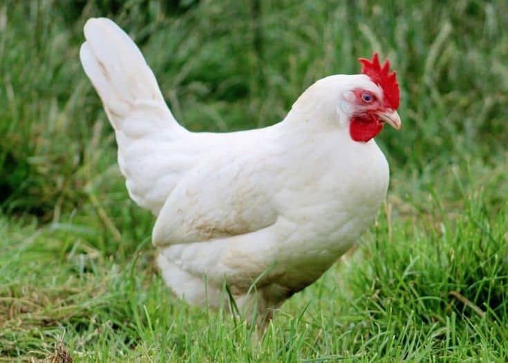 A white hen with a red comb in a grass field.