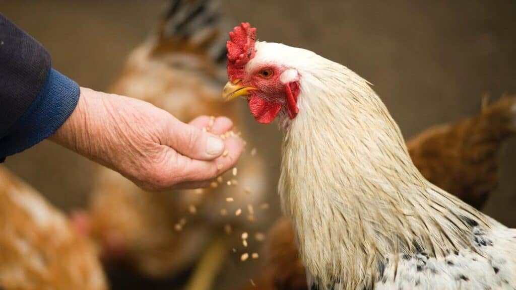 A hand feeding grains to a speckled rooster.