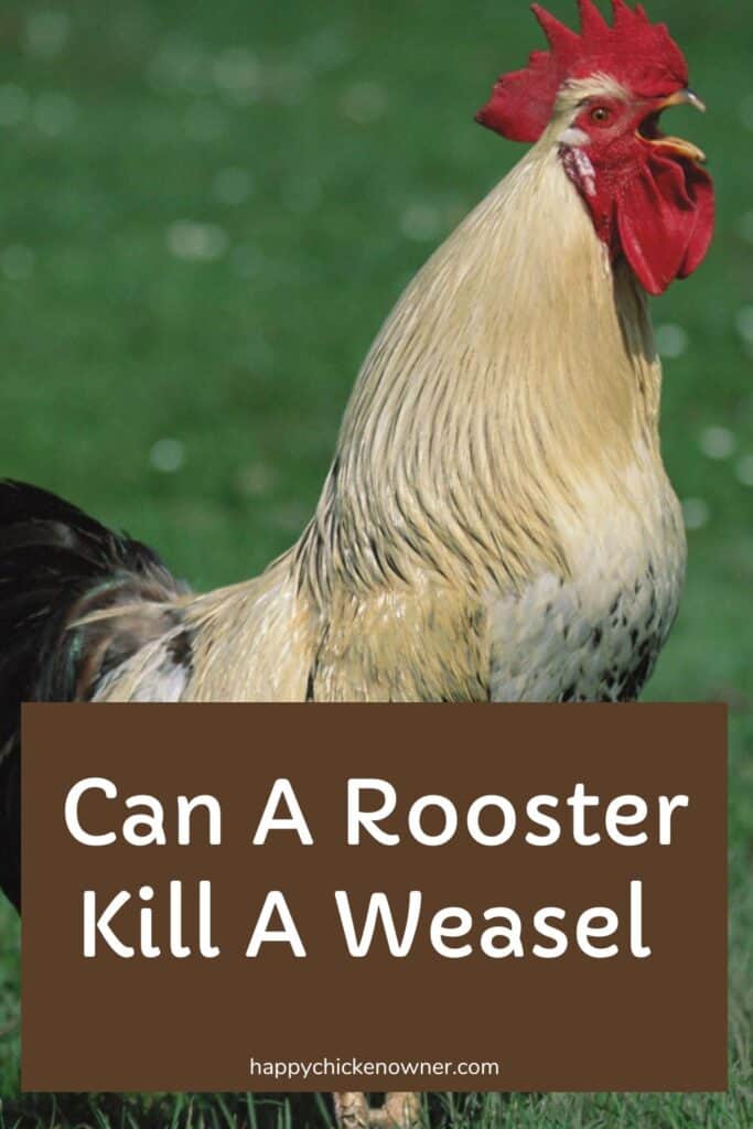 Can A Rooster Kill A Weasel