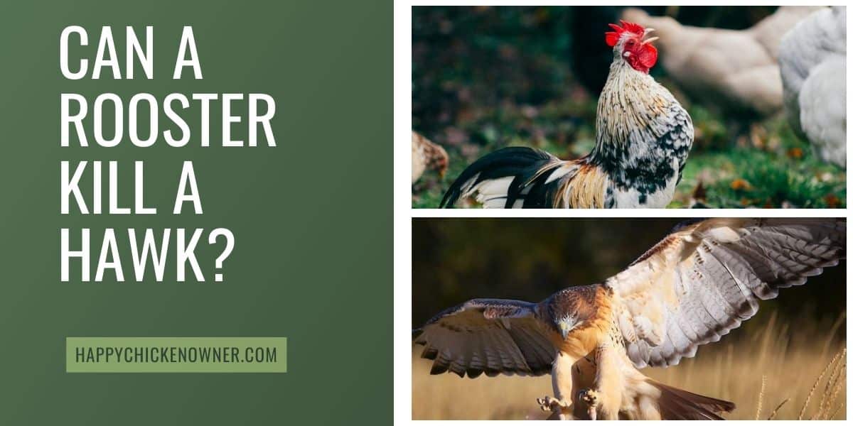 Can A Rooster Kill a Hawk?
