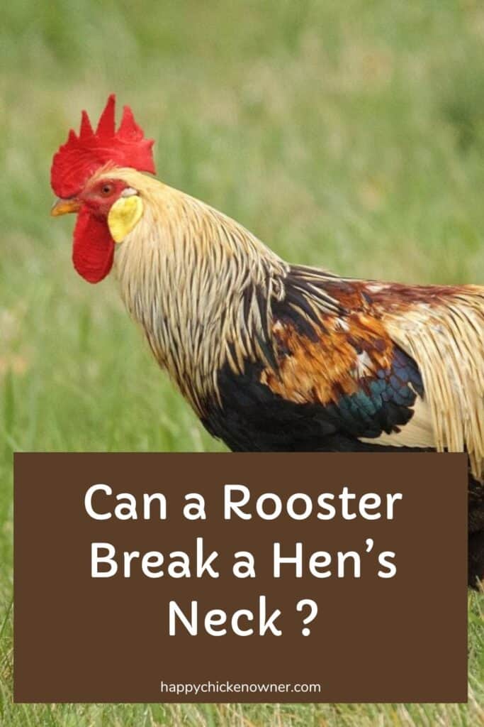 Can a Rooster Break a Hen’s Neck