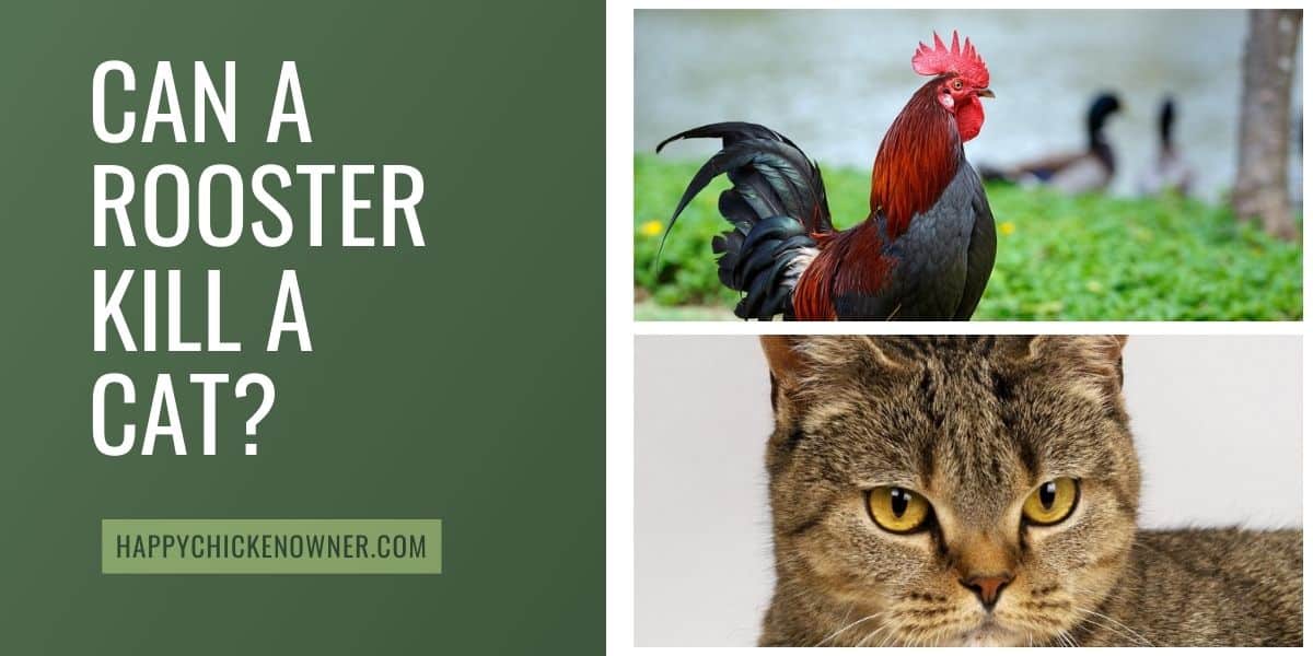 Can a Rooster Kill a Cat