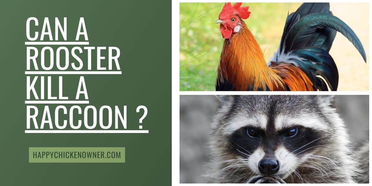 Can a Rooster Kill a Raccoon