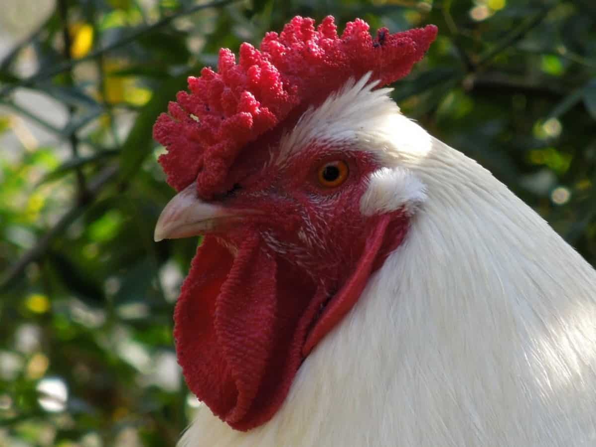 Close-up of a white chicken with a red comb and wattle.