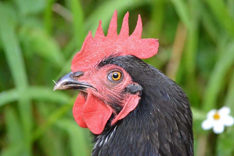 Black chicken with a red comb and wattle among greenery.