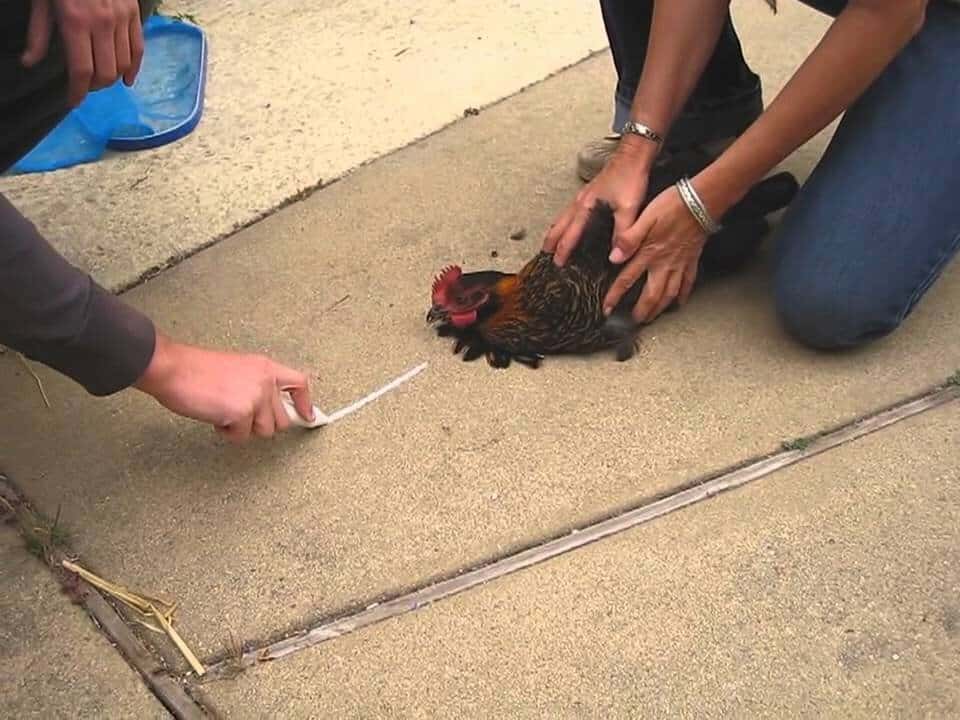 Two people hold brown chicken by white line.
