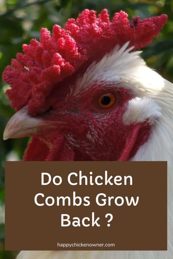 Do Chicken Combs Grow Back